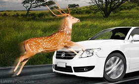 Axis Deer