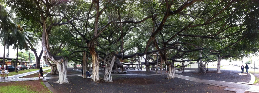 Banyan Tree Planted