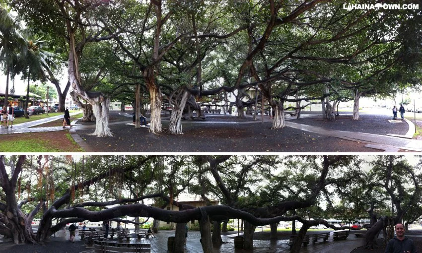 banyan tree in west Maui