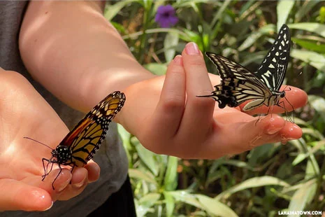 butterflies in Maui