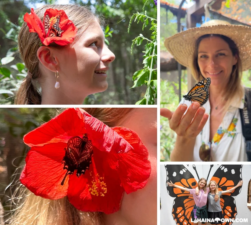 Maui butterfly experience