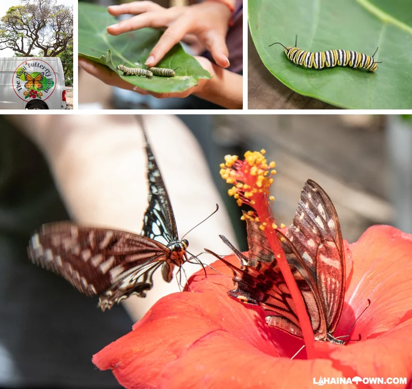 butterfly farm