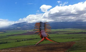 Centipedes
