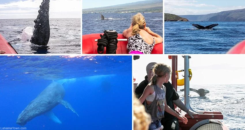 Exciting Maui Activities Whales