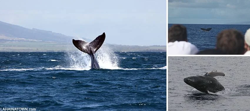 Free To Do On Maui Whale Sanctuary