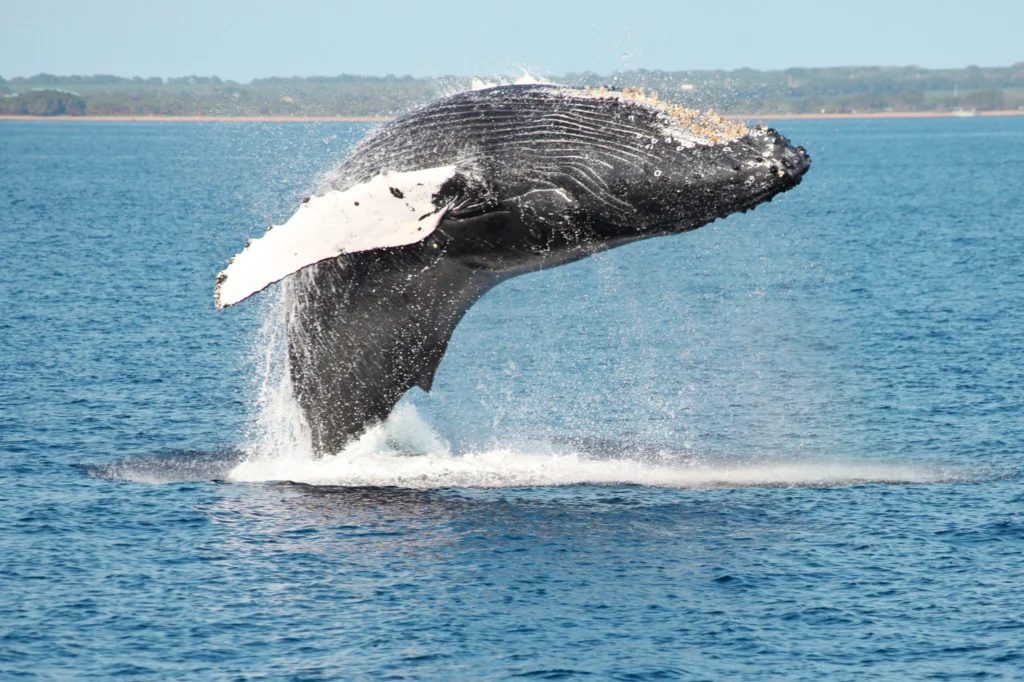 Levitating Humpback Whales