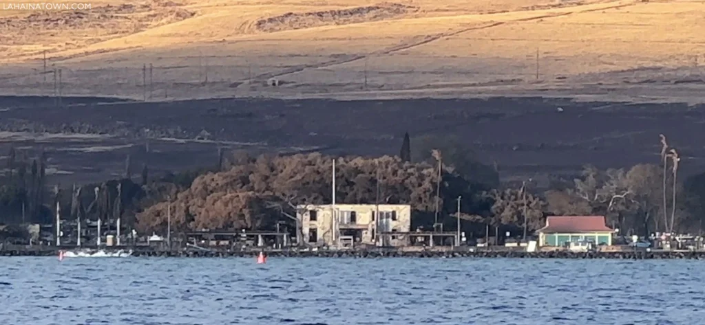 The Lahaina banyan tree after the fire