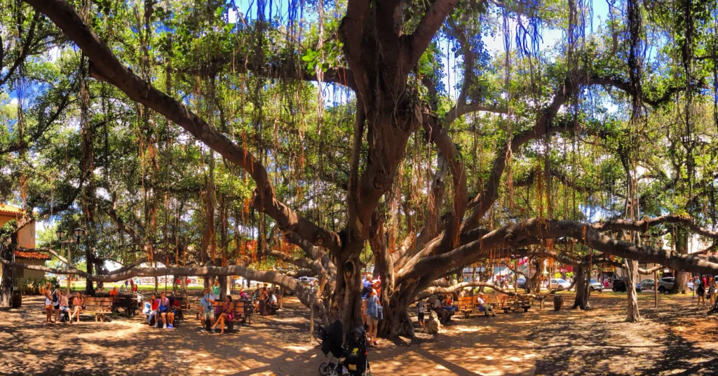 Lahaina Banyan Tree