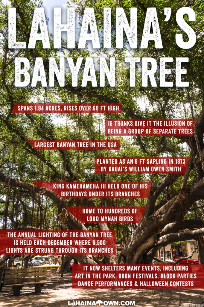 Lahaina Banyan Tree Guide
