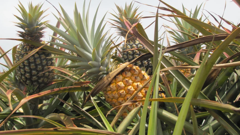 Lanai Pineapple