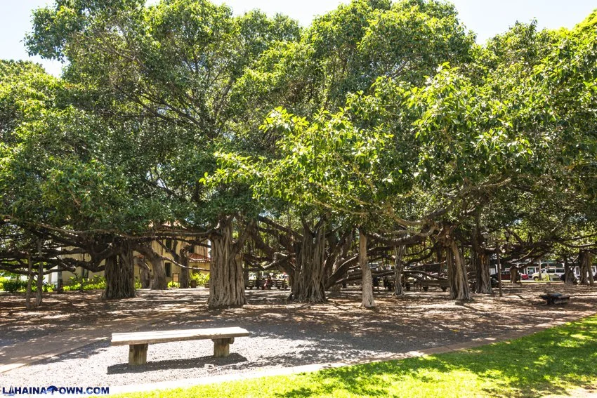 Maui banyan tree in Lahaina Town