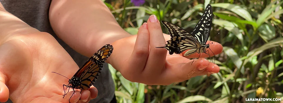 Maui Butterfly Farm