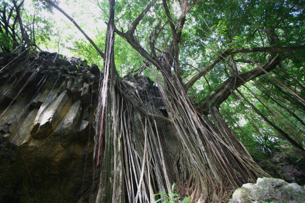 Attempting Tarzan or James Bond Stunts