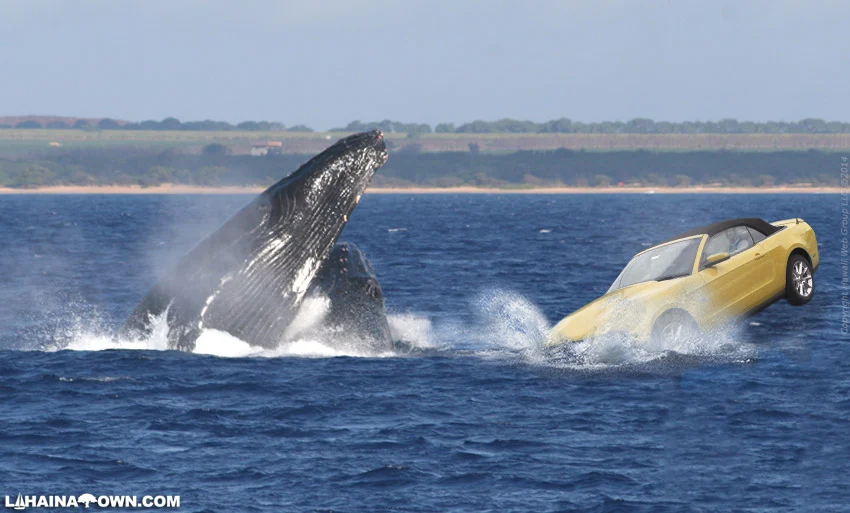 Whale Watching Whilst Driving