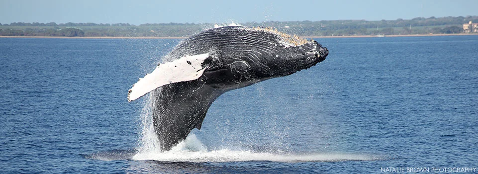 whale breaching